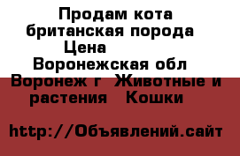 Продам кота-британская порода › Цена ­ 2 000 - Воронежская обл., Воронеж г. Животные и растения » Кошки   